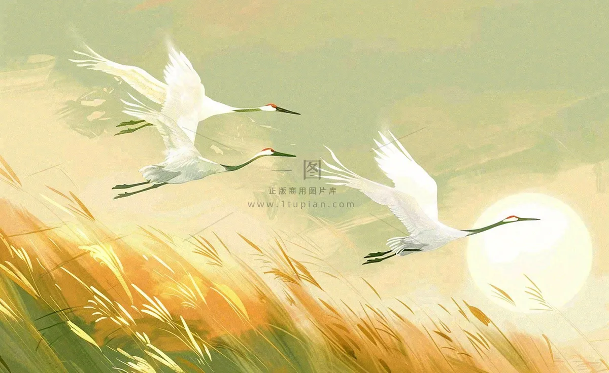 秋天白鹭飞鹤芦苇丛白露寒露节气插画背景