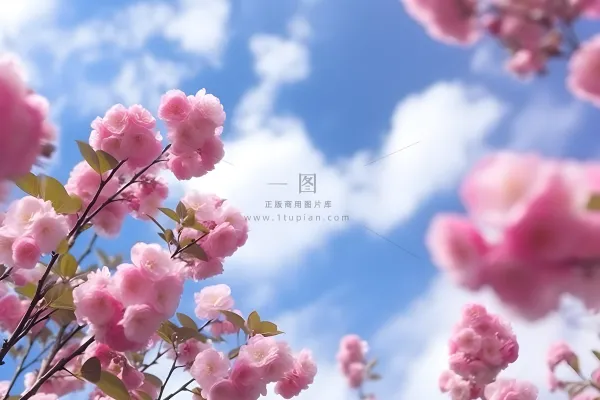 蓝天白云粉色树枝花朵樱花摄影海报素材背景