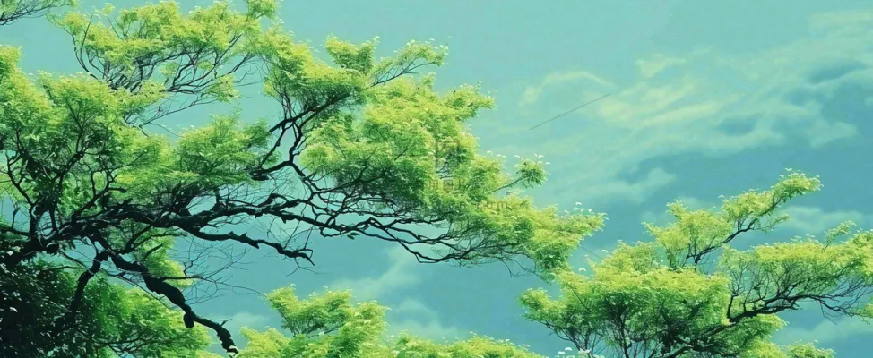 悬崖高山意境云层绿树树木特写