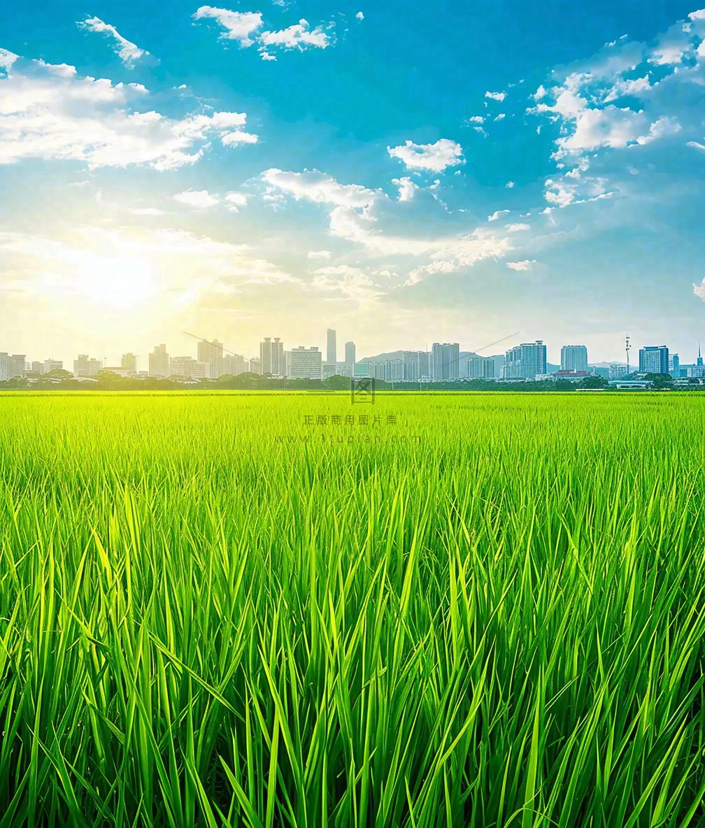 水稻农田生长远处城市落日余晖小满芒种摄影图
