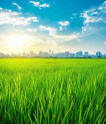 水稻农田生长远处城市落日余晖小满芒种摄影图 水稻农田生长远处城市落日余晖小满芒种摄影图