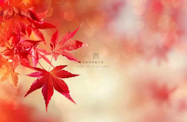 秋天红了的枫叶唯美画面光圈立秋秋分摄影图 秋天红了的枫叶唯美画面光圈立秋秋分摄影图