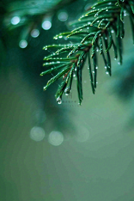 松针树树枝露珠雨滴青色雨水谷雨雨季摄影图