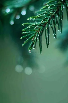 松针树树枝露珠雨滴青色雨水谷雨雨季摄影图