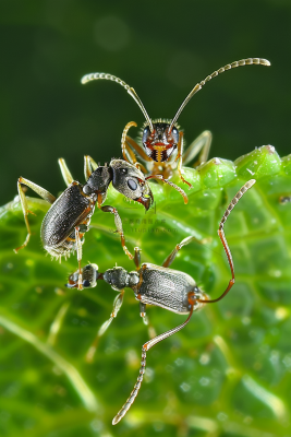 蚂蚁黑蚂蚁植物春天昆虫摄影图

