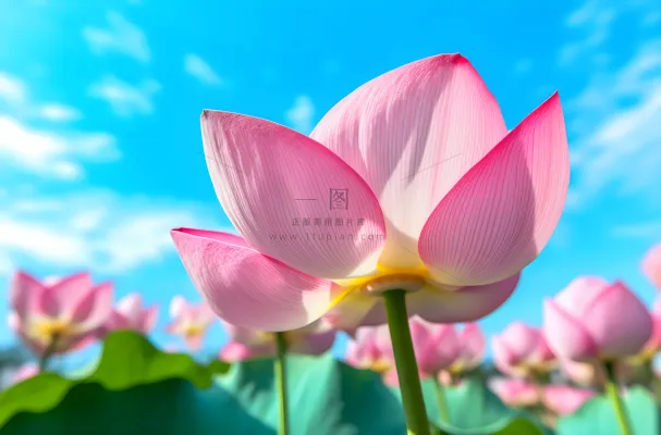 绿叶蓝天莲花，佳能 eos 5d mark iv 风格，超高清图像，蓝绿色和粉红色摄影图