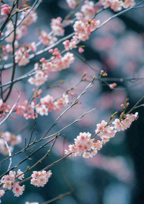 冬天浪漫白色花朵枝叶，冬季植物大雪小雪冬至新春摄影图