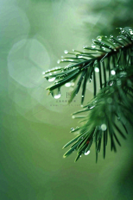 松针树树枝露珠雨滴青色雨水谷雨雨季摄影图 松针树树枝露珠雨滴青色雨水谷雨雨季摄影图