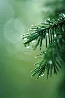 松针树树枝露珠雨滴青色雨水谷雨雨季摄影图 松针树树枝露珠雨滴青色雨水谷雨雨季摄影图