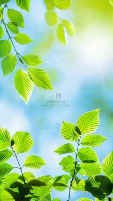 春天绿叶阳光小清新春分立夏摄影图 春天绿叶阳光小清新春分立夏摄影图