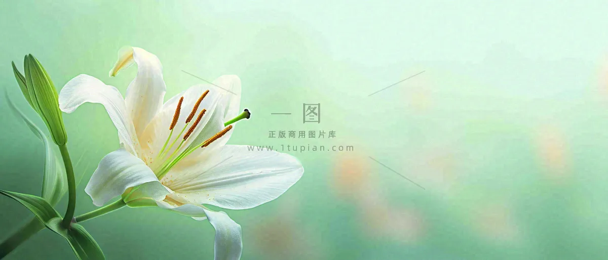 白色鲜花百合花鲜花意境简约，教师节淡雅摄影图