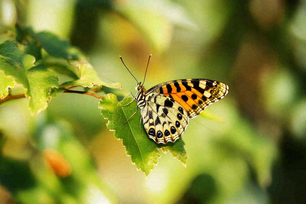 蝴蝶昆虫春天植物摄影图 蝴蝶昆虫春天植物摄影图