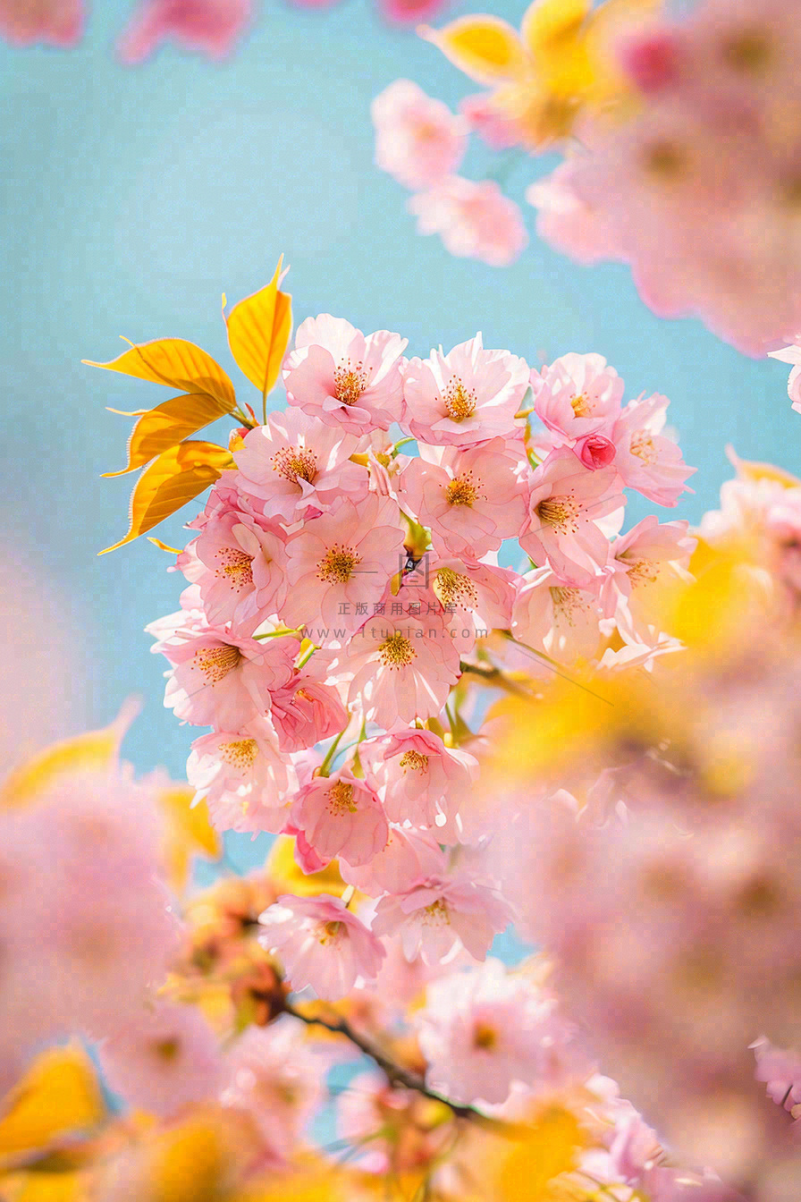 春天蓝天清新粉红桃花花朵树枝嫩叶,立春摄影图