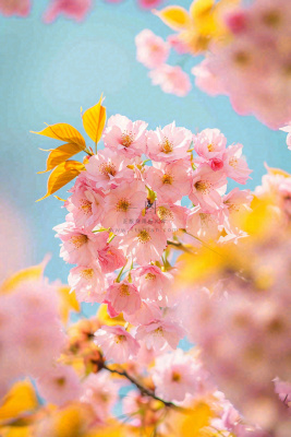 春天蓝天清新粉红桃花花朵树枝嫩叶，立春摄影图