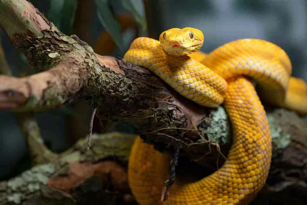 蛇盘踞在树枝上吐舌头爬行动物摄影图