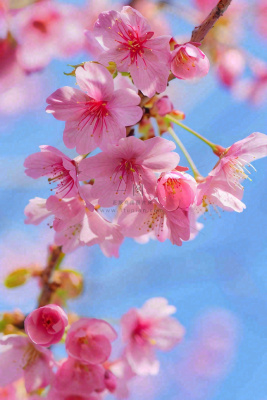 春天樱花盛开粉色浪漫唯美立春春分惊蛰摄影图 春天樱花盛开粉色浪漫唯美立春春分惊蛰摄影图