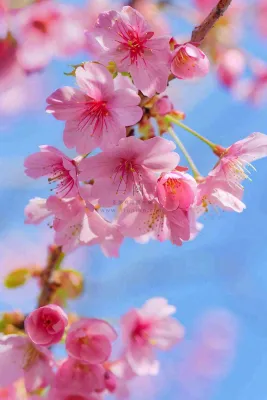 春天樱花盛开粉色浪漫唯美立春春分惊蛰摄影图 春天樱花盛开粉色浪漫唯美立春春分惊蛰摄影图