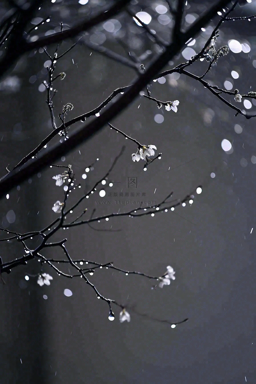 冬天雪花枝叶植物简约意境，冬季小雪大雪冬至摄影图