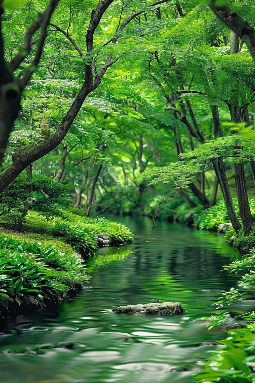 春夏森林小溪流绿意盎然植物立夏大暑处暑摄影图