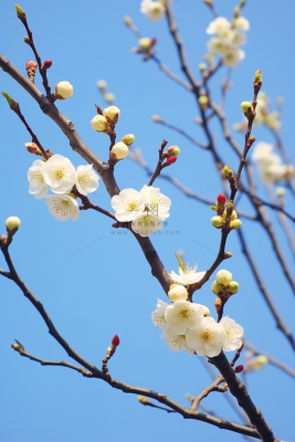 白梅花春天树枝抽新芽蓝天摄影图