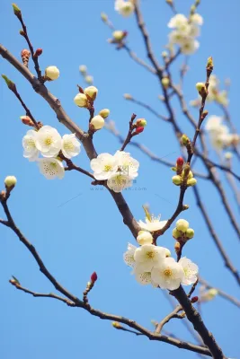 白梅花春天树枝抽新芽蓝天摄影图