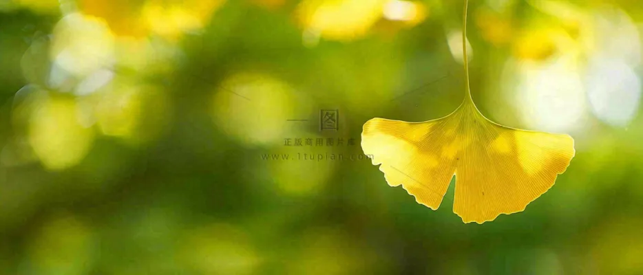 秋天美景银杏叶阳光唯美立秋摄影图