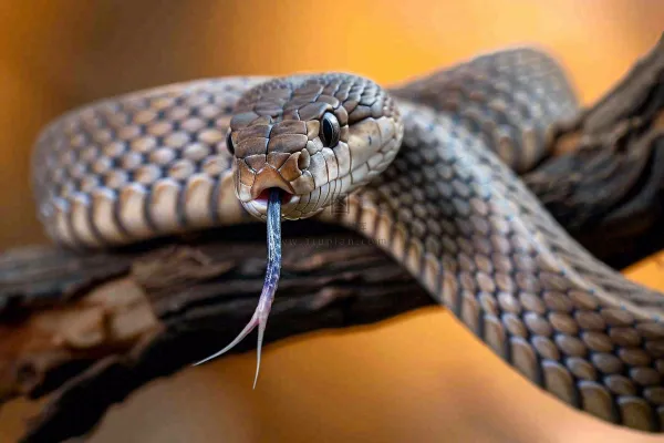 蛇盘踞在树枝上吐舌头爬行动物摄影图