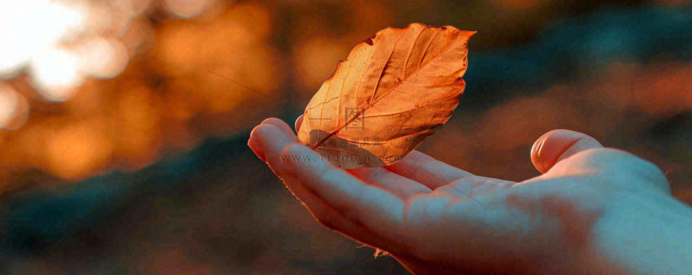 秋天手拿秋叶落日光照,温馨特写,立秋秋分摄影图 秋天手拿秋叶落日光照,温馨特写,立秋秋分摄影图