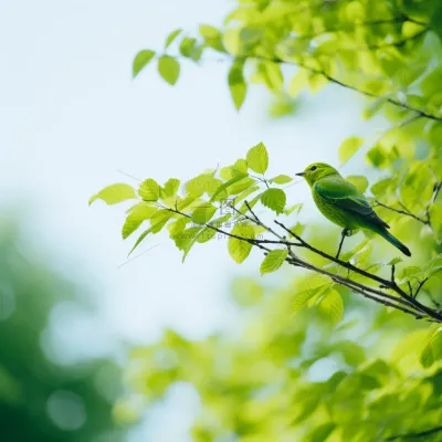春天大树抽新芽绿叶树枝站绿色小鸟摄影图