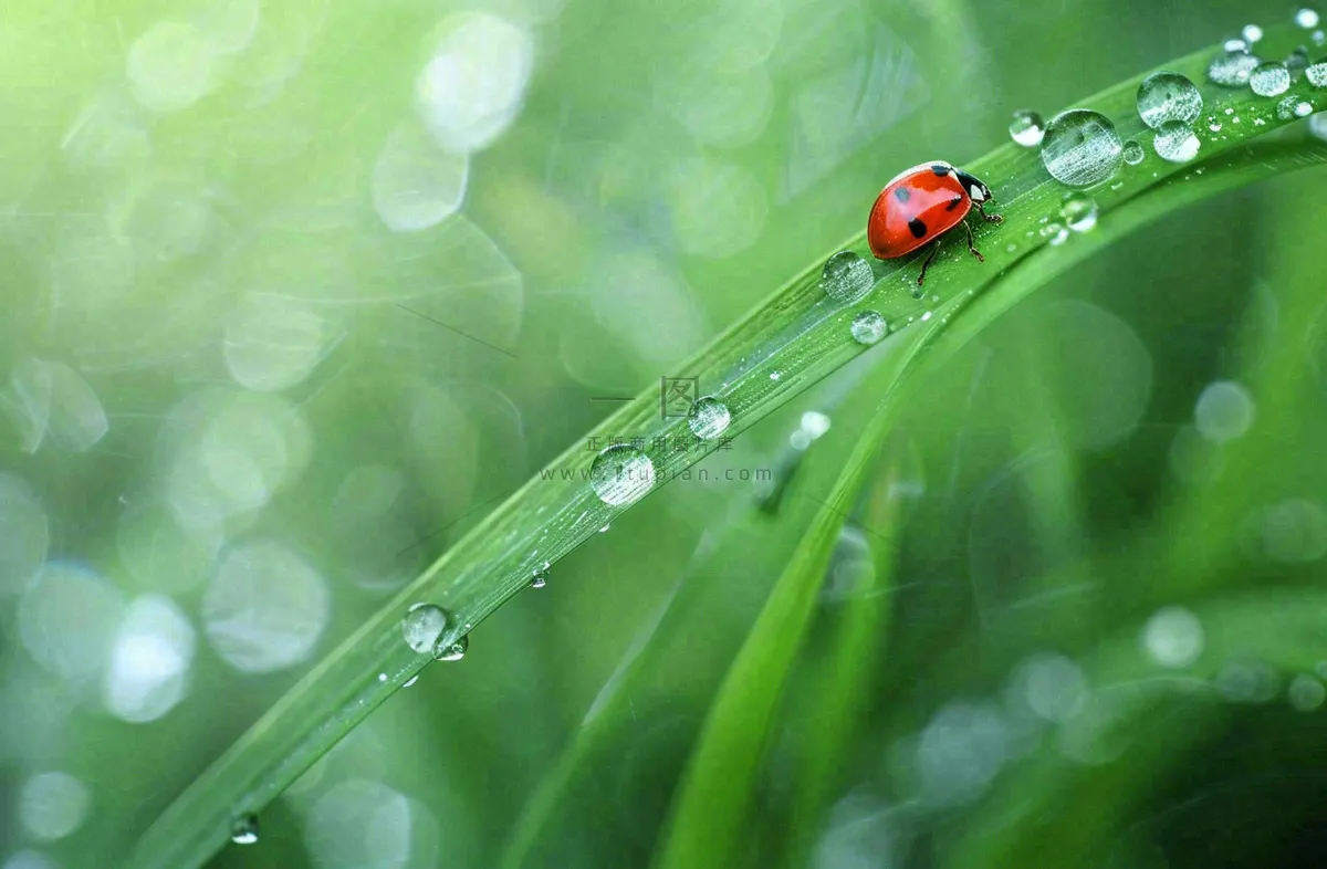 春天绿叶上的昆虫瓢虫露珠 雨水谷雨寒露摄影图