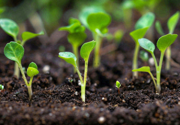 春天抽新芽发芽黑土地立春惊蛰摄影图
