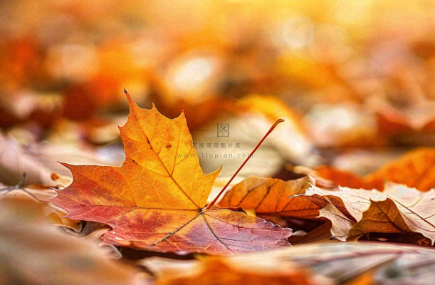 秋天落叶枫叶夕阳阳光立秋秋分摄影图 秋天落叶枫叶夕阳阳光立秋秋分摄影图