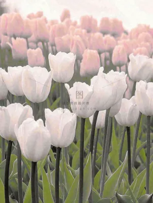 春天粉色郁金香花海绿叶温馨阳光,春分摄影图 春天粉色郁金香花海绿叶温馨阳光,春分摄影图