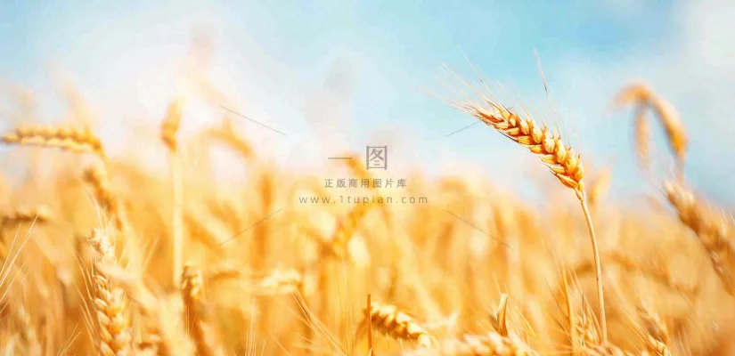 秋天成熟小麦地金黄小麦穗粮食芒种摄影图