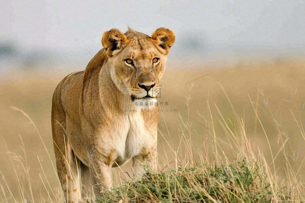 狮子动物非洲草原保护动物摄影图