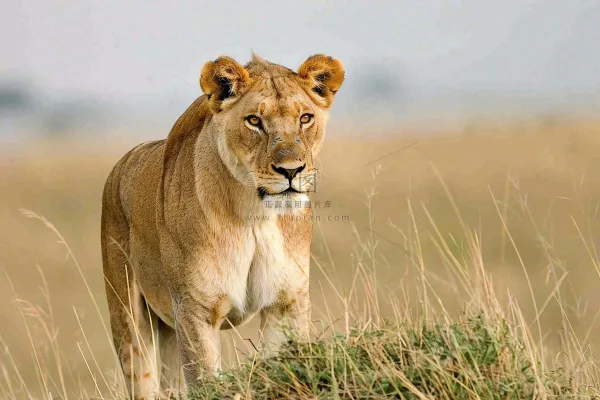 狮子动物非洲草原保护动物摄影图