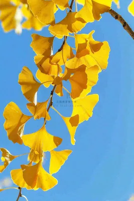 秋天黄色银杏叶树蓝色背景立秋处暑摄影图 秋天黄色银杏叶树蓝色背景立秋处暑摄影图
