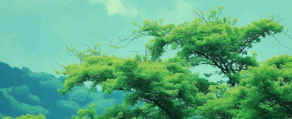 悬崖高山意境云层绿树树木特写