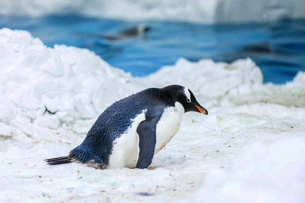 海洋馆动物园冰雪天地的企鹅寒冷动物摄影图