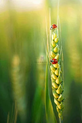 绿色小麦麦穗上的瓢虫昆虫小满芒种摄影图