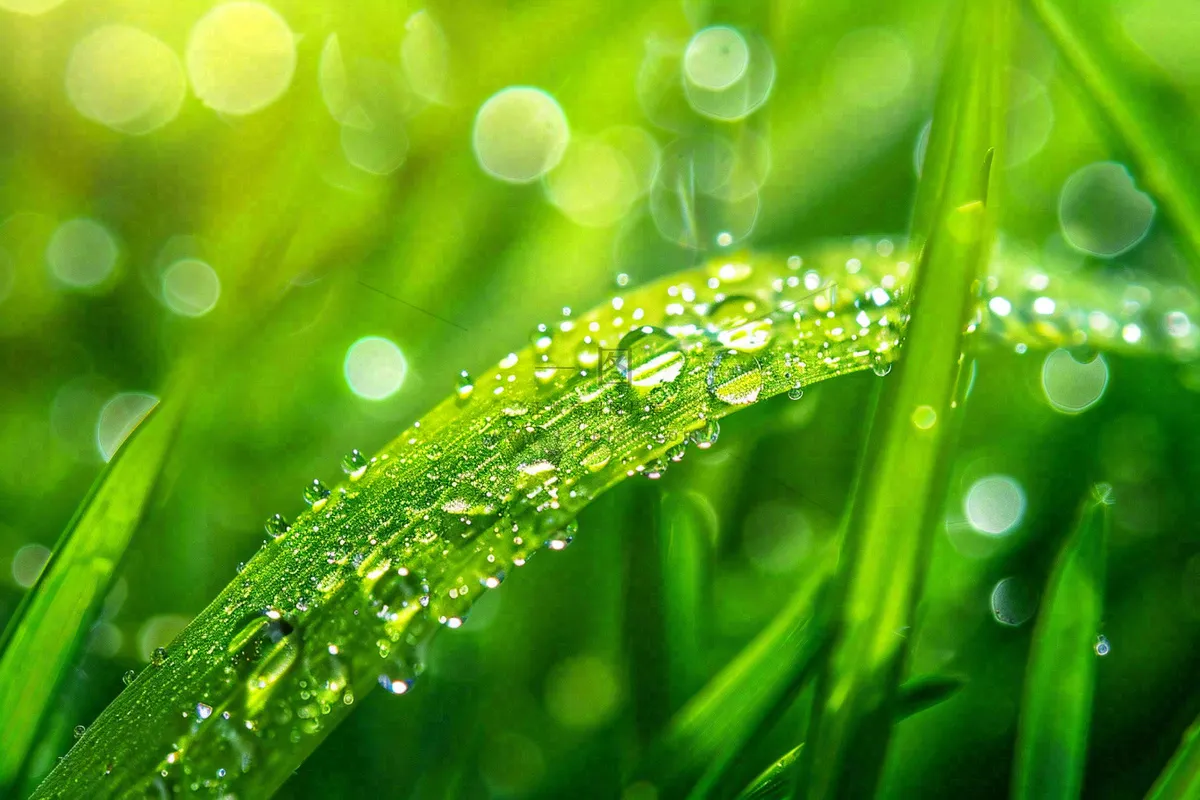 春天草丛叶片上挂满露珠雨滴立春春分雨水谷雨摄影图