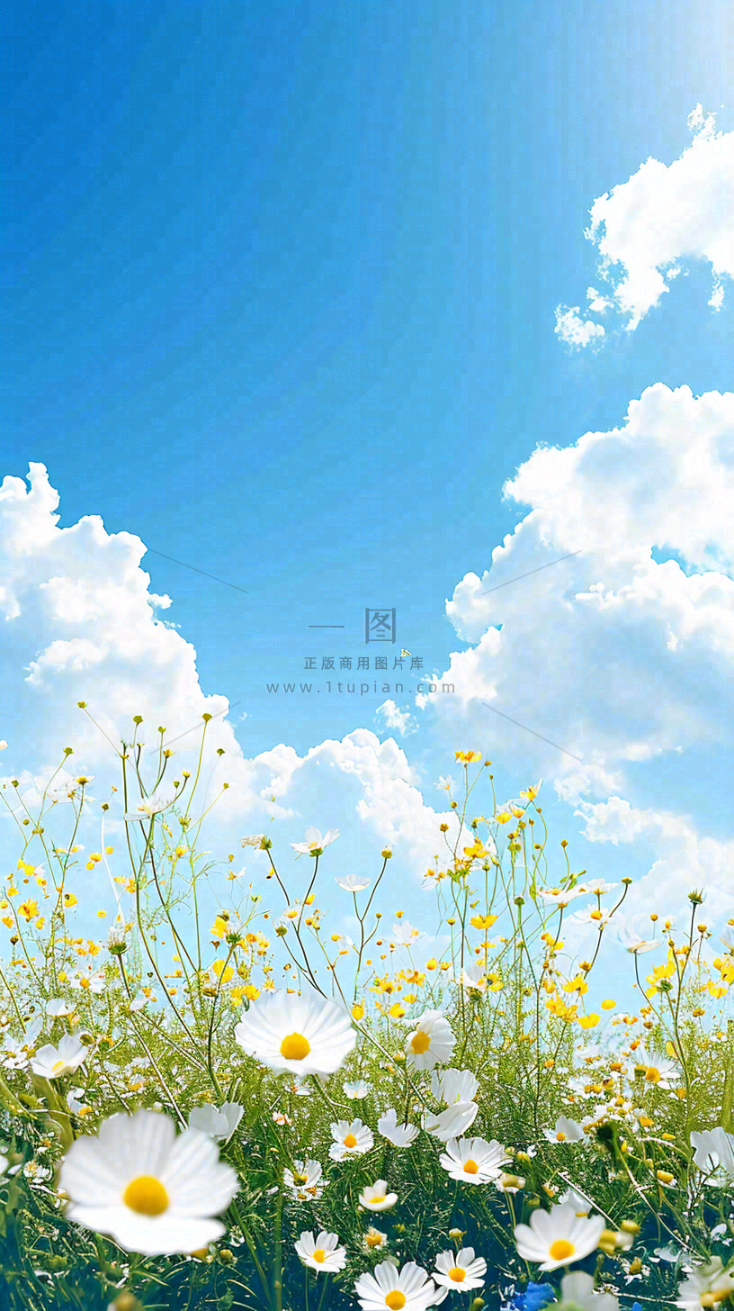 城市晴天阳光鲜花春天蓝天白云,立夏小满