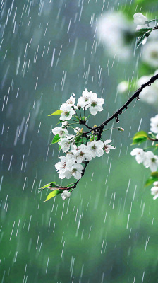 春天白色花朵枝叶在雨中,新鲜绿叶鲜花,雨水谷雨摄影图 春天白色花朵枝叶在雨中,新鲜绿叶鲜花,雨水谷雨摄影图