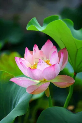 中国风夏日荷花荷叶大气特写摄影,大暑小暑夏至摄影图 中国风夏日荷花荷叶大气特写摄影,大暑小暑夏至摄影图