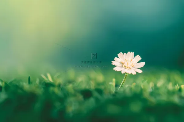 白色小花朵小雏菊春夏绿草地摄影图