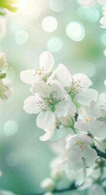 春天白色的樱花花朵开满枝头立春惊蛰春分摄影图