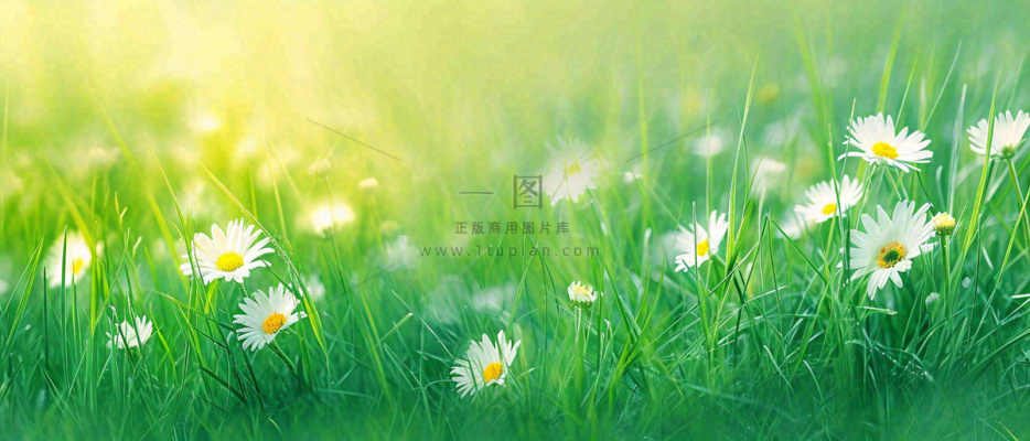 夏至夏天向阳菊花草地立夏小暑摄影图