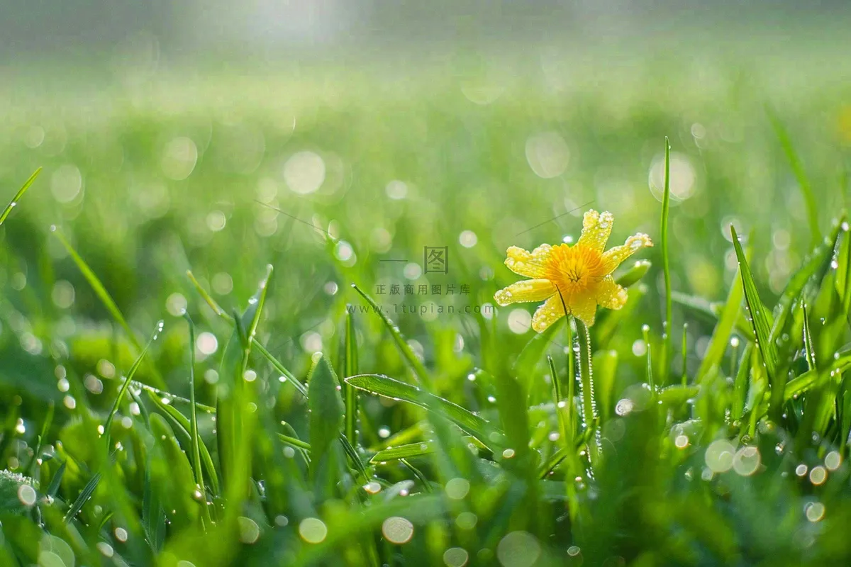 春天草丛里盛开的小黄花清晨露珠雨水谷雨摄影图