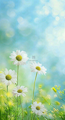 绿色清新野菊花特写春夏花朵摄影图