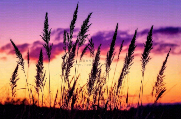 夕阳晚霞芦苇唯美摄影图